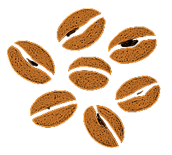 South American Coffee Beans