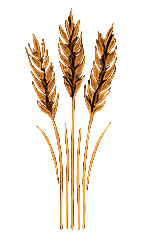 Yorkshire Winter Wheat