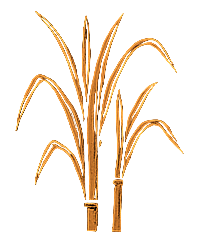 sugar cane